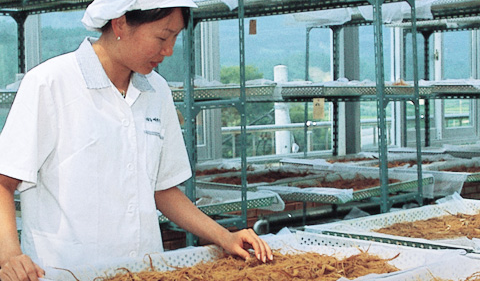 Hệ thống kiểm soát chất lượng của Daedong Korea Ginseng